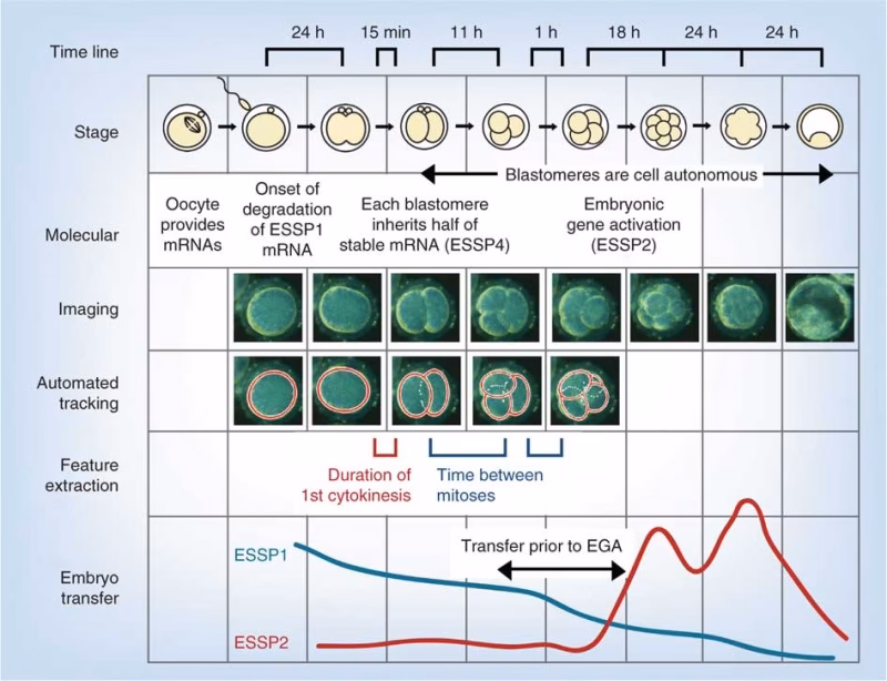 What are the major events of the embryonic stage?