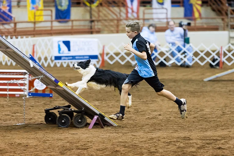 What age should a dog start agility?