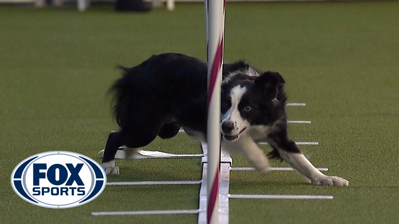 What are the levels of dog agility?