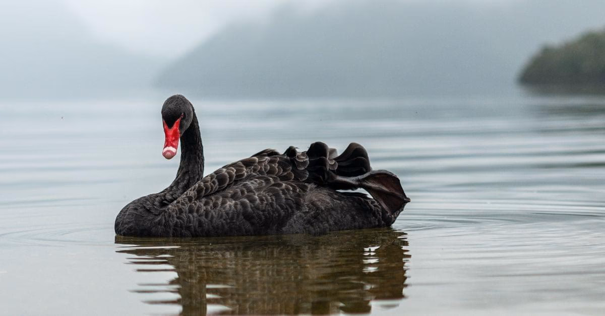 What are real life black swan events?